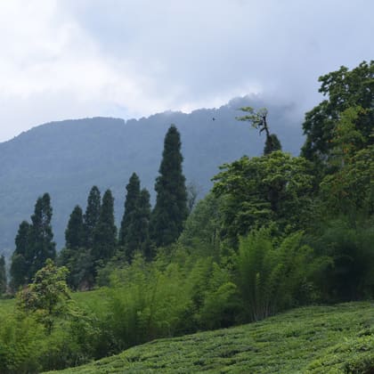 Tea bushes covering the slopes of a Darjeeling estate